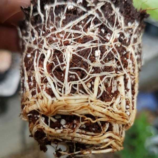 قلمه گل رز هلندی پروین