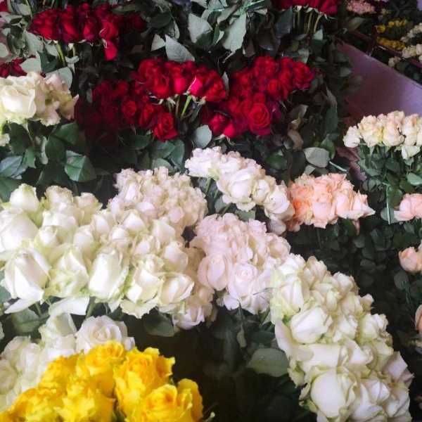 قلمه گل رز هلندی پروین