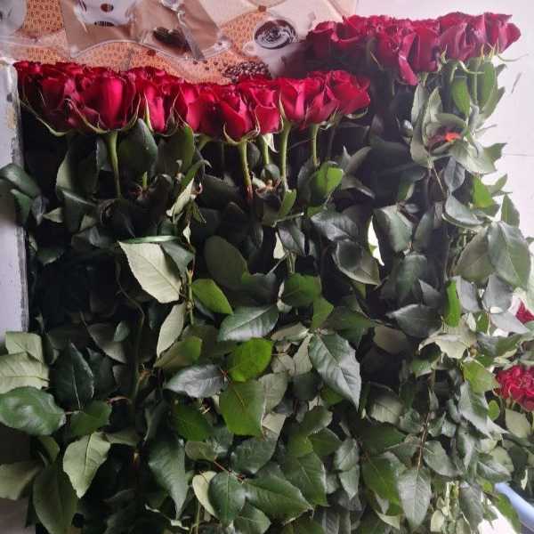 قلمه گل رز هلندی پروین