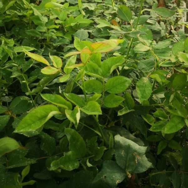 قلمه گل رز هلندی پروین