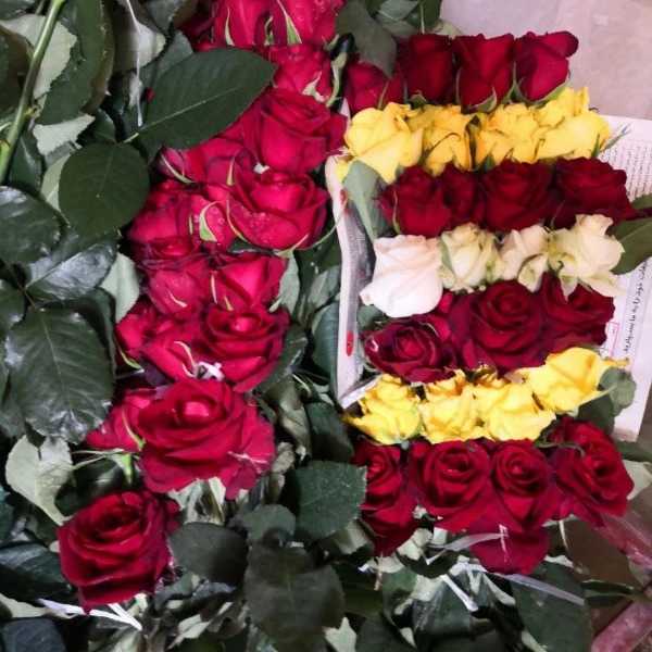 قلمه گل رز هلندی پروین