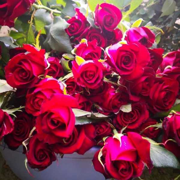 قلمه گل رز هلندی پروین