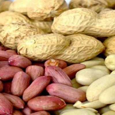 فروش عمده و صادرات بادام زمینی داداشی مهر در تهران