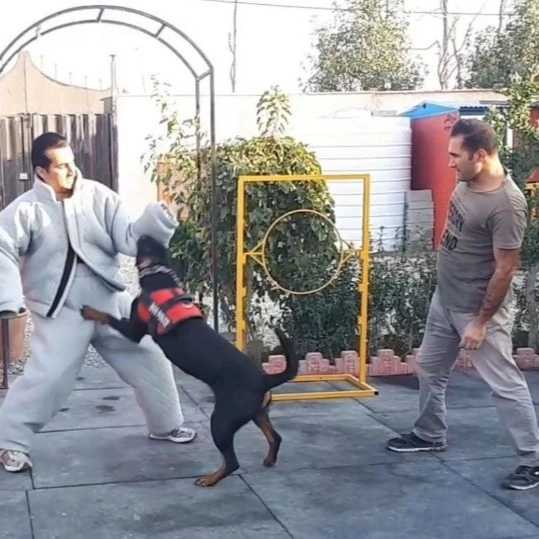 مرکز آموزشی سگ های کار هیرو k9 در کرج