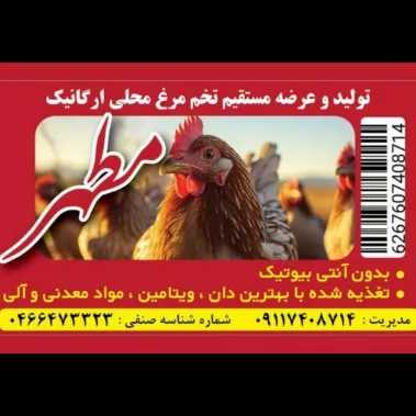 تخم مرغ محلی ارگانیک