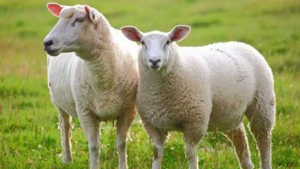 دامداری افشاری فروش و پخش گوسفند میش مرغ و خروس زنده در مهرشهر کرج