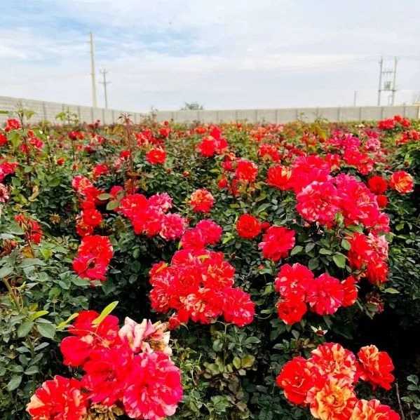 تولید و فروش گل رز هلندی و نهال مرکبات پیوندی در دزفول خوزستان