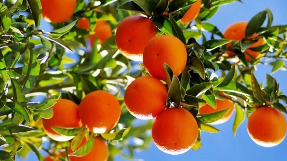 The main factors affecting citrus fruit quality