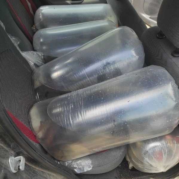 بچه ماهی کپور