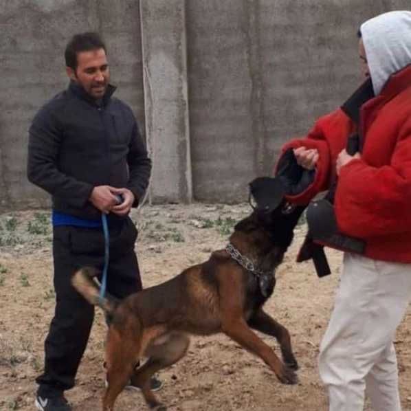 مرکز آموزشی سگ های کار هیرو k9 در کرج
