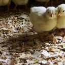 Buying and selling chicken manure and production and distribution of Nima Mahmoudi Poultry Poshal in Sari