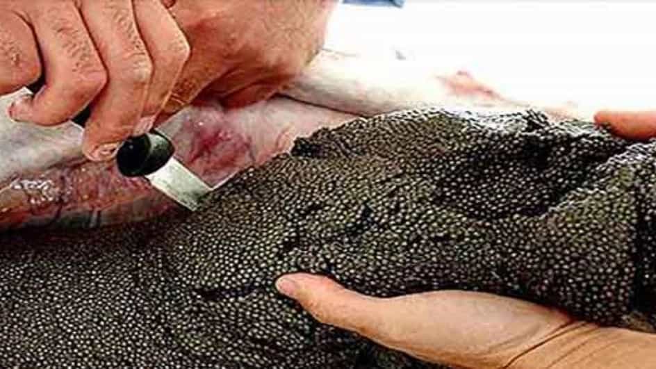 Benefits and properties of caviar for health