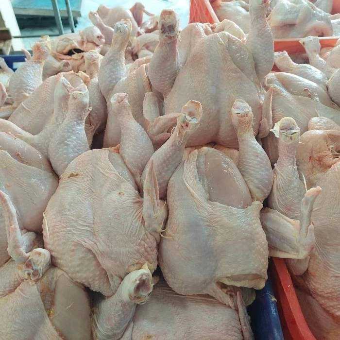 پخش مرغ کشتار روز مطوری