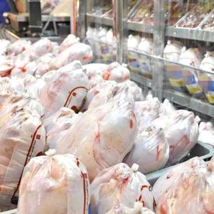 پخش مرغ کشتار روز مطوری