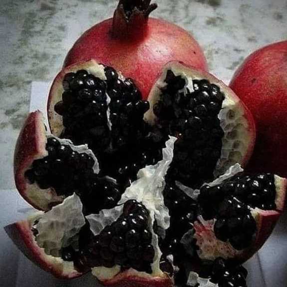 فروش انواع نهال های زود باز ده