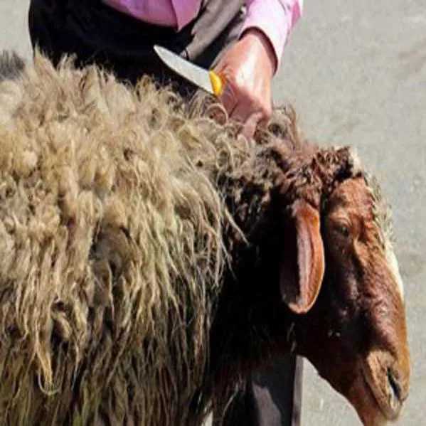 دامداری افشاری