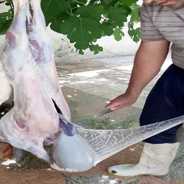 دامداری افشاری