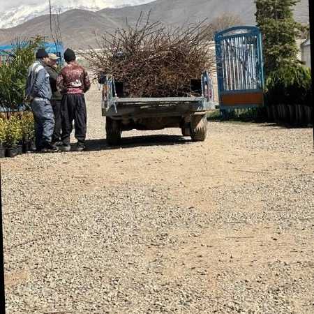 نهالستان یاسین در دماوند
