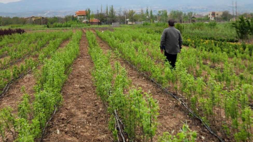 نهالستان یاسین در دماوند