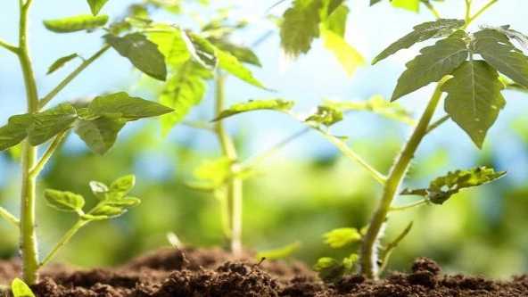 مهم‌ترین عملیات پس از کاشت نشا در خاک