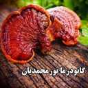 Ganoderma Nurmohamedian, production and distribution of pure Ganoderma mushroom in Kerman