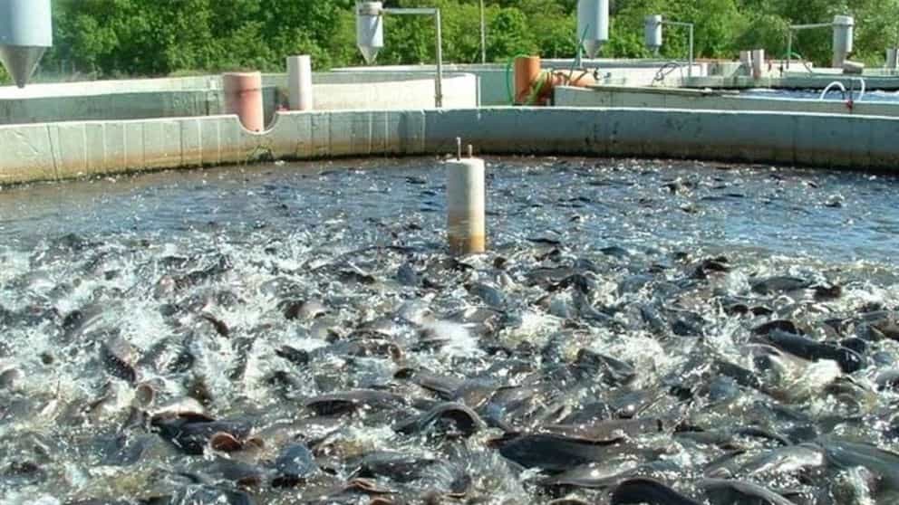 A look at fish breeding and the duties and work of a fish breeder in Iran