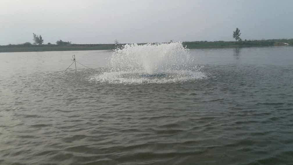 Tropical fish breeding conditions