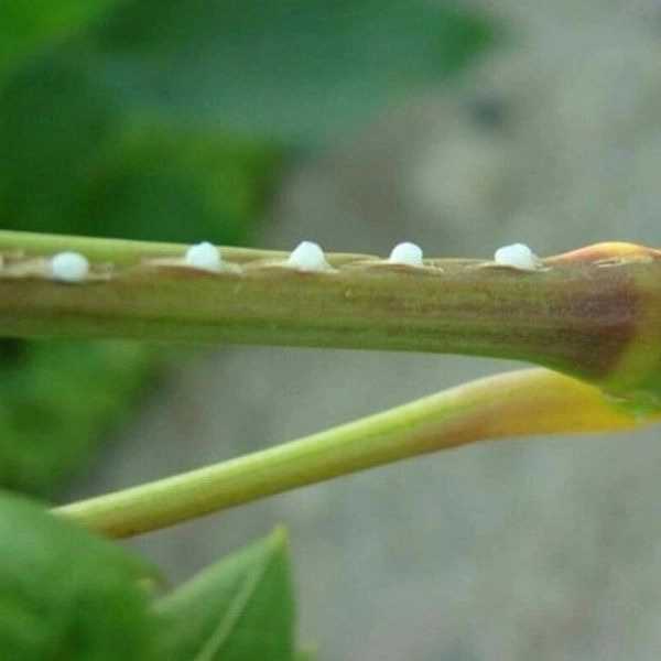 داروخانه گیاه پزشکی
