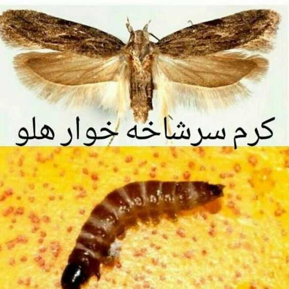 داروخانه گیاه پزشکی