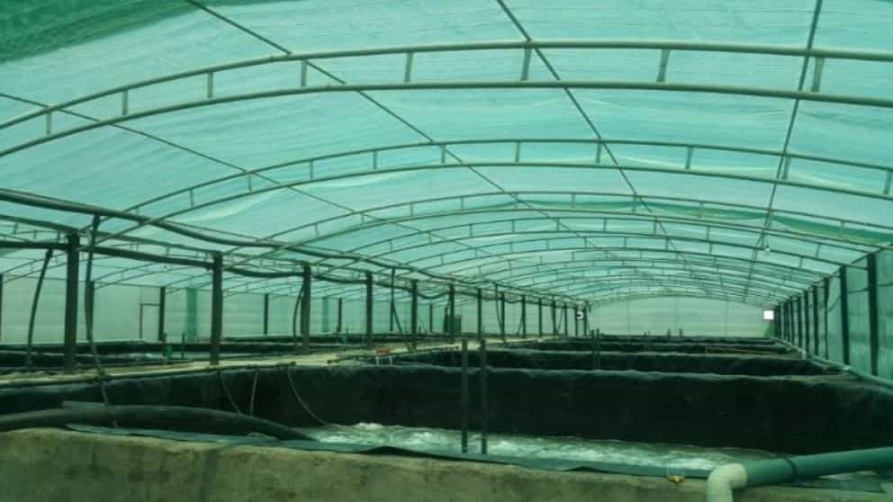 Everything you need to know about shrimp farming sheds