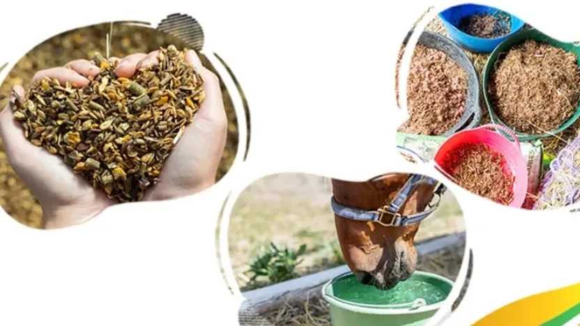 بهترین جیره غذایی اسب