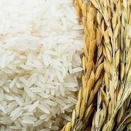 برنج محمدپور
