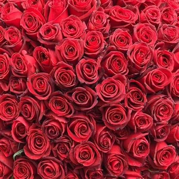 گل رز جاودان و هلندی