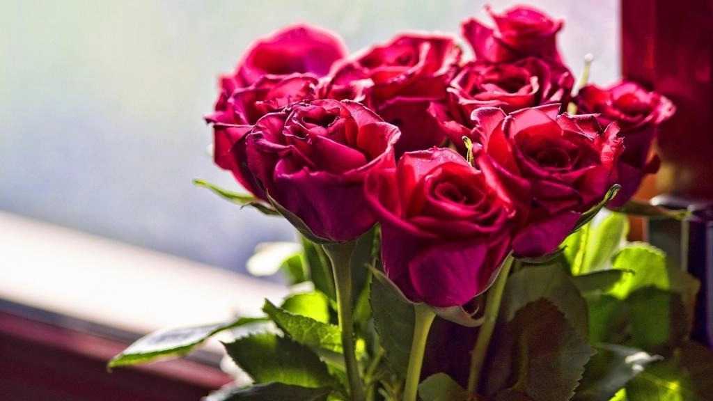 Rhubarb company, production and distribution of eternal and Dutch roses in Isfahan