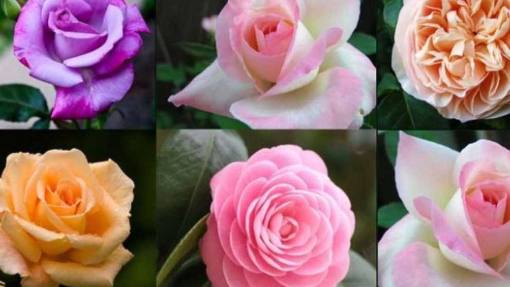 هر آنچه که باید در مورد گل رز هلندی بدانید