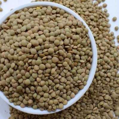 محصولات کشاورزی خدابخشی ،تولید و فروش عدس گندم و جو درخوزستان