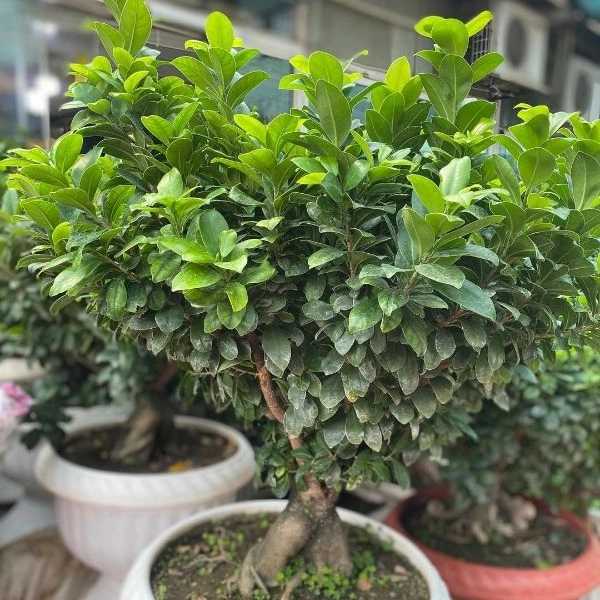 گل فروشی نوری