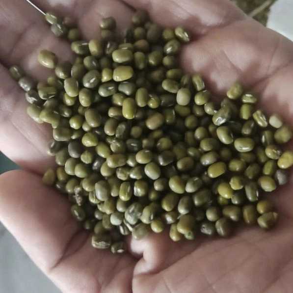 حبوبات ماداکتو