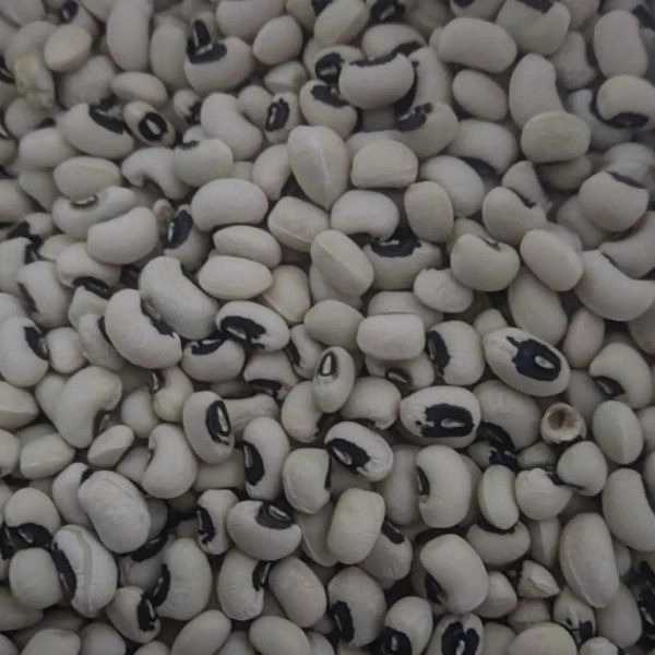 حبوبات ماداکتو