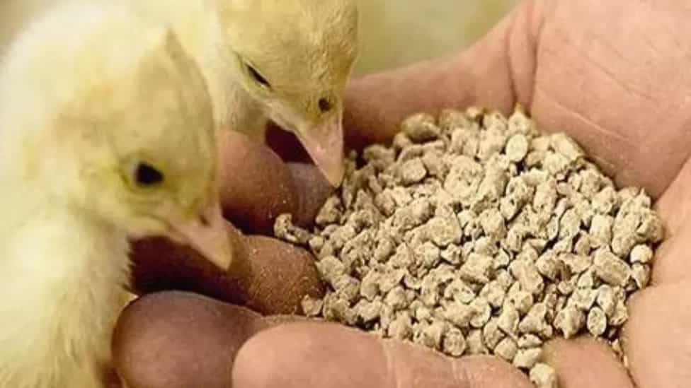 Features of Malkan's pure grain animal and poultry feed