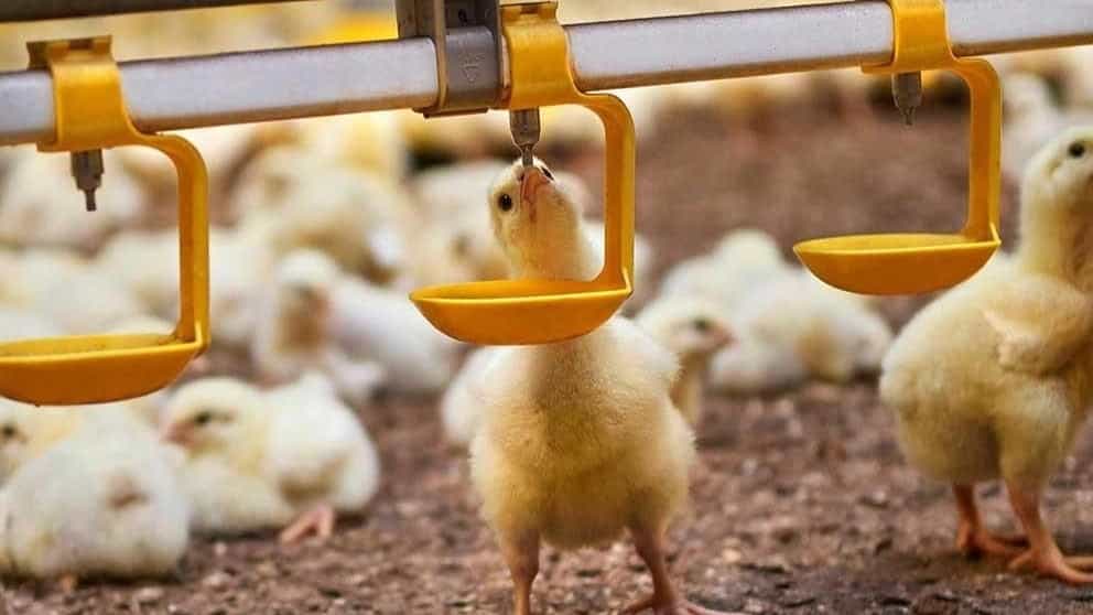 Drinking system and its types for breeding poultry