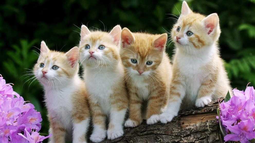نکات مهم درباره تربیت و نگهداری گربه