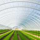 Packaging of greenhouse products and implementation of modern Bagheri greenhouses in Isfahan