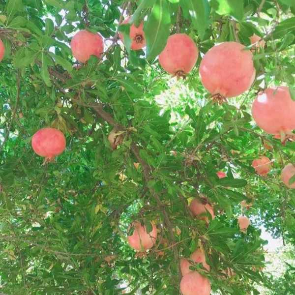 بهین پلاست محمدی