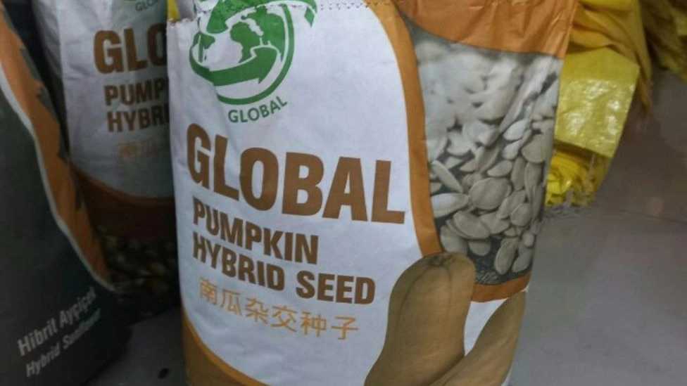 بذر کدو هیبریدی گلوبال