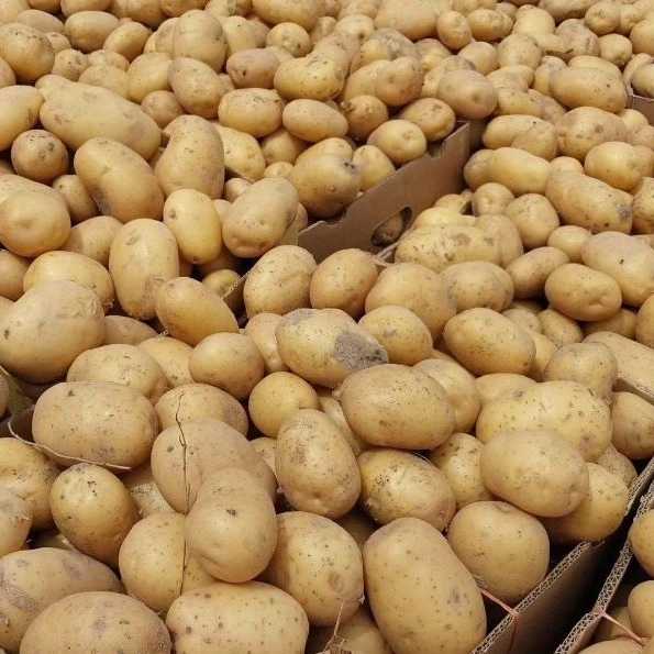 فروش و بسته بندی میوه و تره بار فریبرز