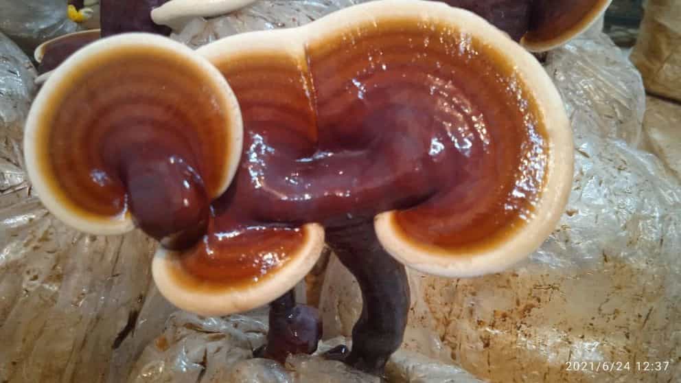Properties of Ganoderma mushroom