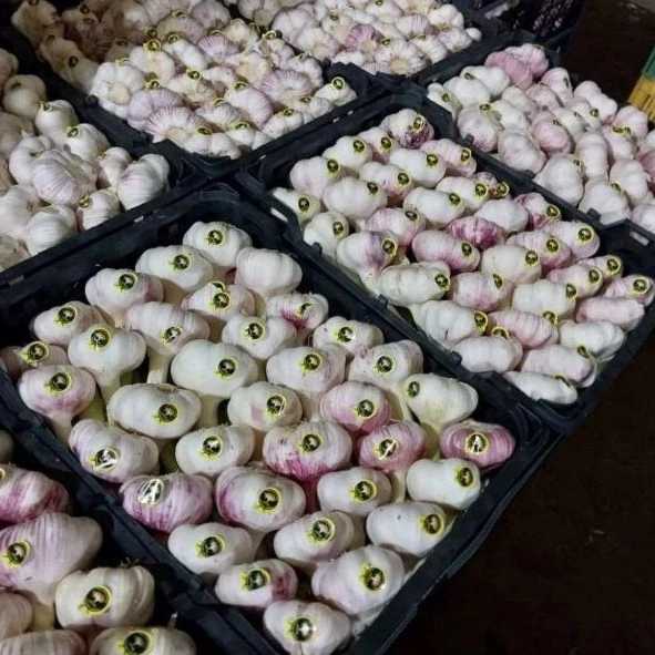 سورتینگ رضا عوض پور