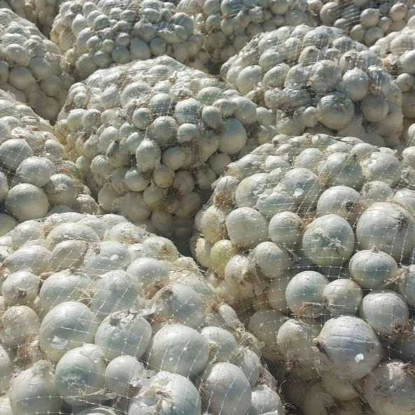 سورتینگ کرمی