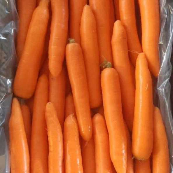سورتینگ کرمی
